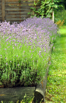 Lavendel i Medevi - Medevi ProSalus- Medevi ekologisk hudvård